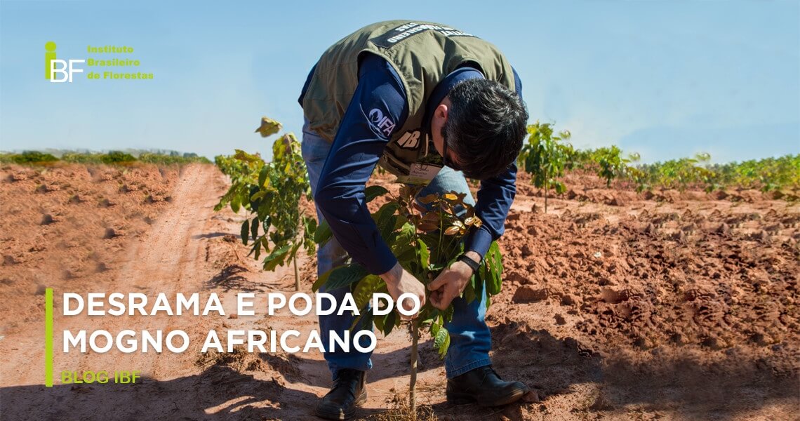 Poda Ou Desrama Do Mogno Africano Como Fazer Ibf