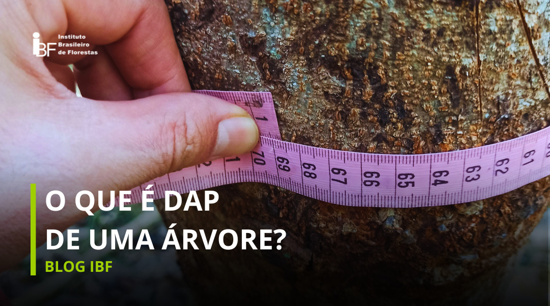 O que é DAP de uma árvore?